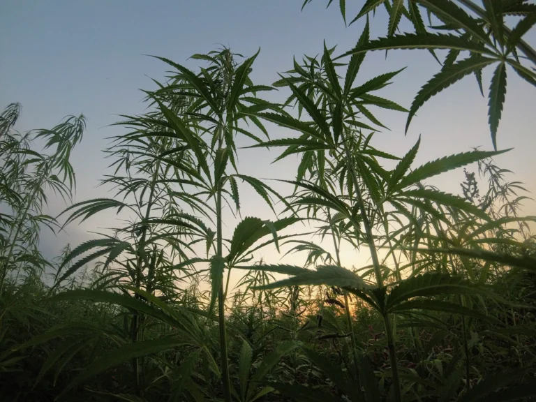 Green hemp plants in a field, illustrating the Ohio hemp ban