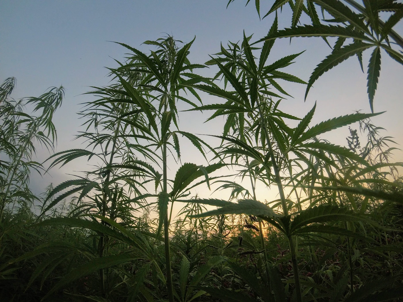Green hemp plants in a field, illustrating the Ohio hemp ban
